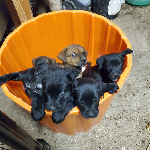 Bucket O Dogs