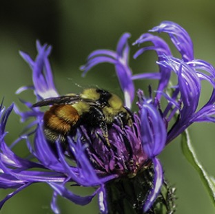 Bee Flower 001.jpg