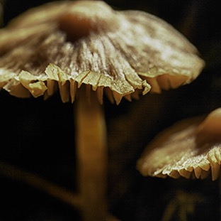Mushroom 0004.jpg