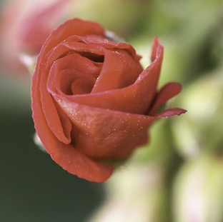Red Rose 004.jpg