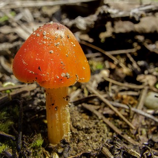 Red Mushroom 003.jpg