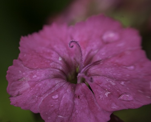 Pink Flower 003.jpg