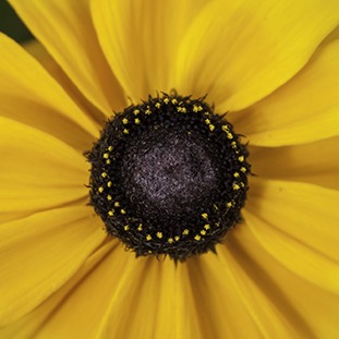 Yellow Flower 002.jpg