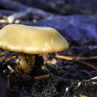 Mushroom 014.jpg