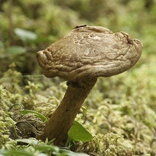Mushroom 032.jpg